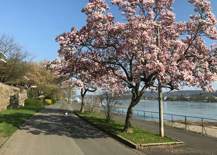 度假居 Ferienhaus Rheinperle Mit Garten In Am Rhein - Naehe Bonn